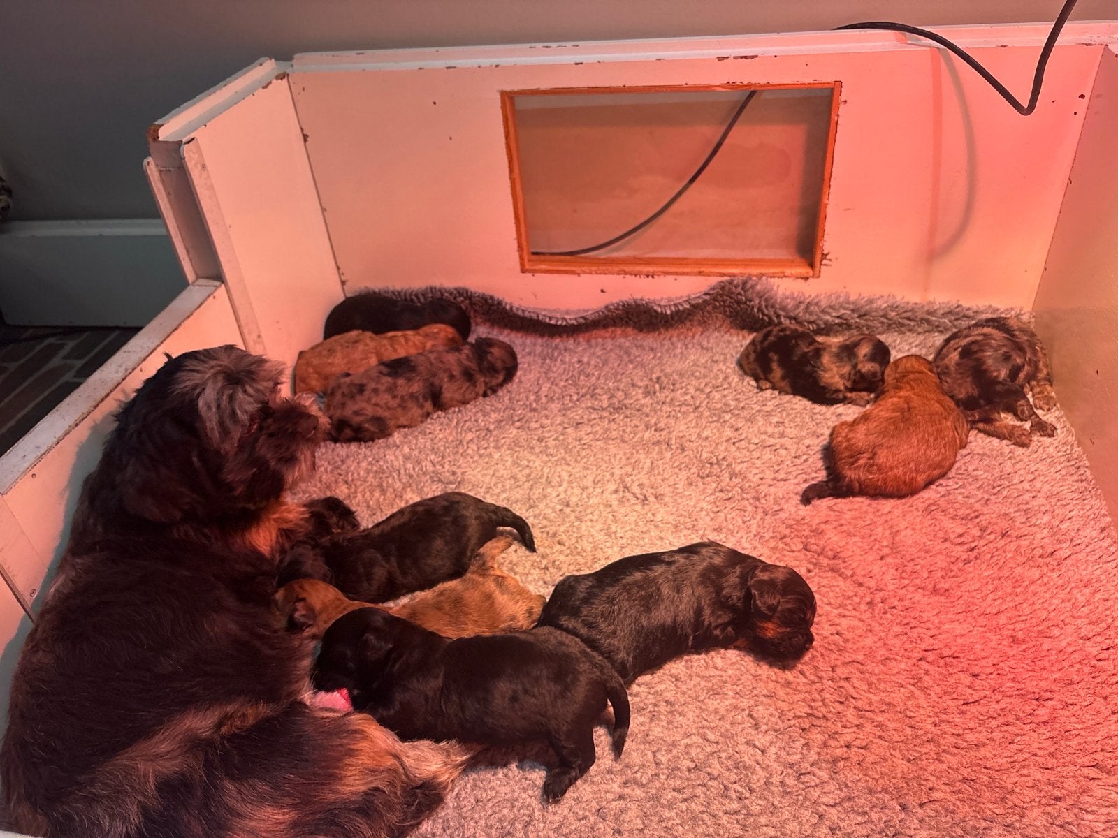 Lieve knappe Boompoo pups zoeken een nieuw huisje!, 8 tot 15 weken, Parvo, Meerdere, Meerdere dieren
