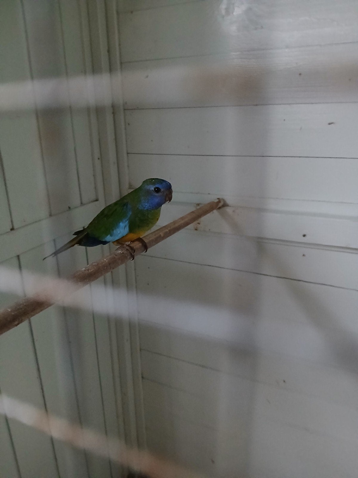2 jonge splendidparkieten te koop wildkleur, Dieren en Toebehoren, Mannelijk, Parkiet