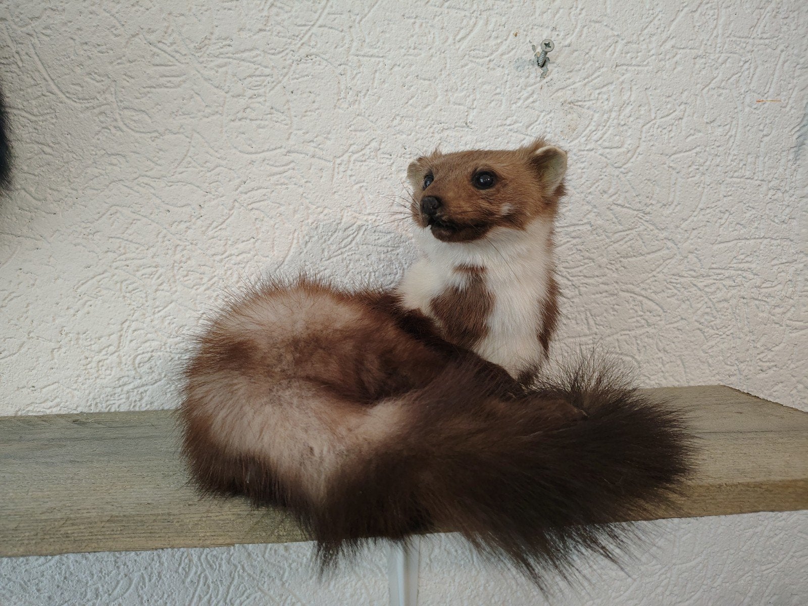 opgezette steenmarter taxidermie, Verzamelen, Dierenverzamelingen, Ophalen of Verzenden, Vogel, Opgezet dier