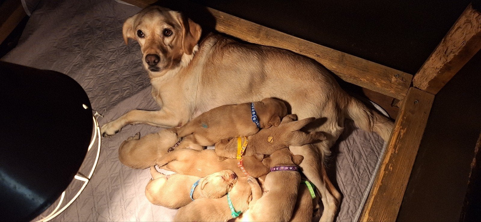 raszuiver labrador pups, Nederland, 8 tot 15 weken, Labrador retriever, CDV (hondenziekte)