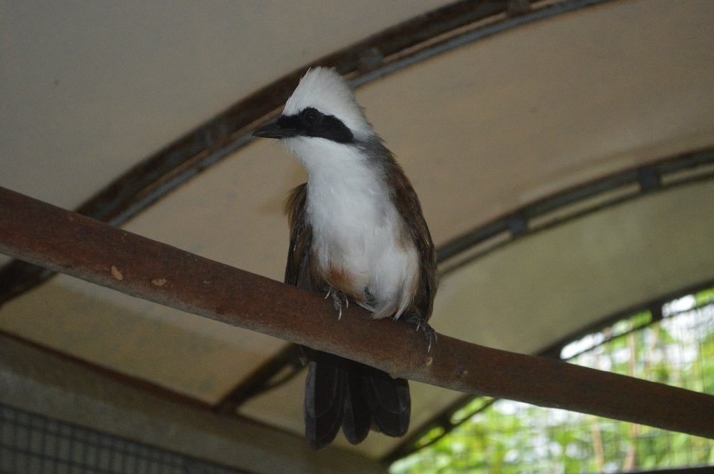 Te koop witkuif gaailijster man., Meerdere dieren, Tropenvogel, Geringd