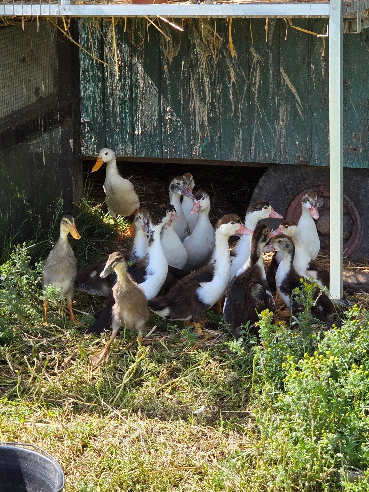 Eenden kuikens, Meerdere dieren, Eend