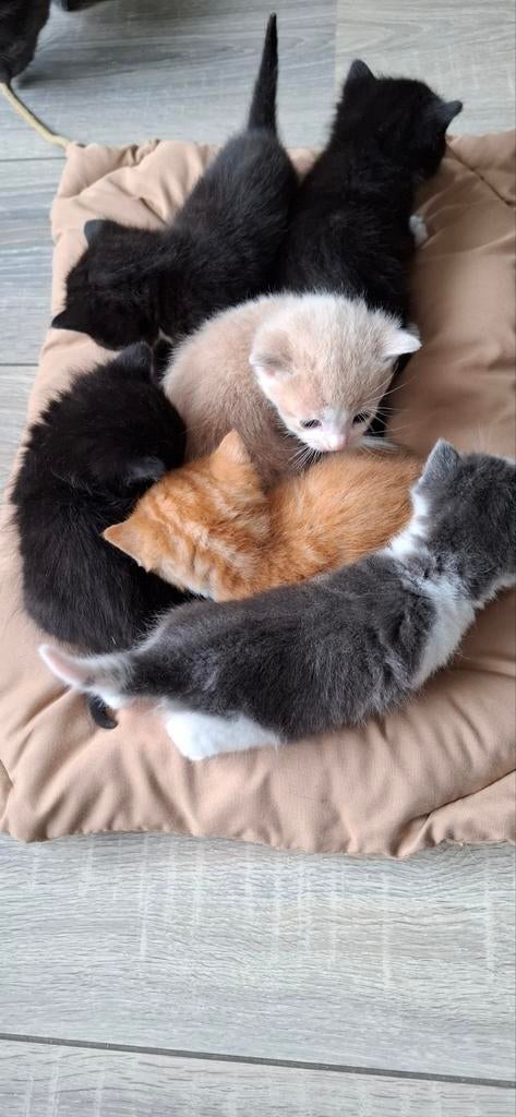 Kittens te koop nog 2 katertjes!, Dieren en Toebehoren, Katten en Kittens | Overige Katten, Meerdere dieren, Kortharig