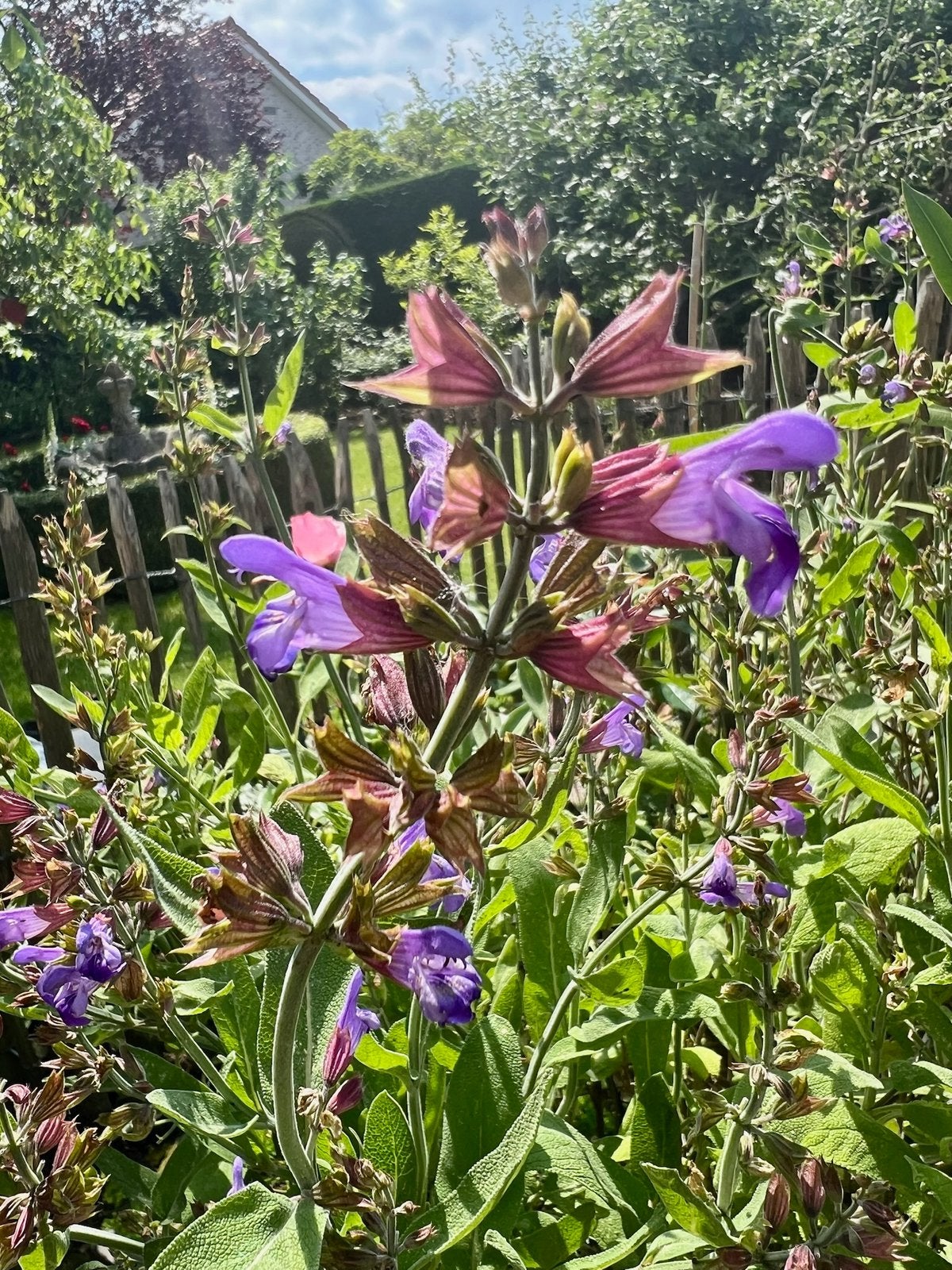 SALIE SALVIA uit Biologische tuin Paars vaste plant, Tuin en Terras, Planten | Tuinplanten, Volle zon, Vaste plant, Zomer, Ophalen