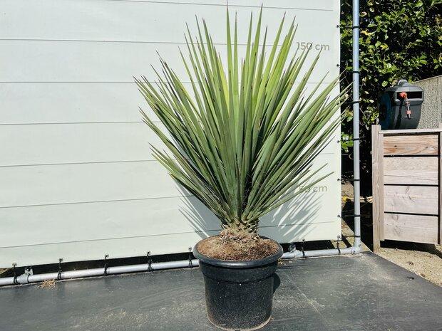 Palmboom - Yucca Faxoniana, Ophalen of Verzenden, 100 tot 250 cm, Zomer, Palmboom