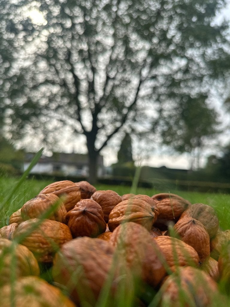 Verse biologische walnoten uit de Betuwe, Ophalen of Verzenden