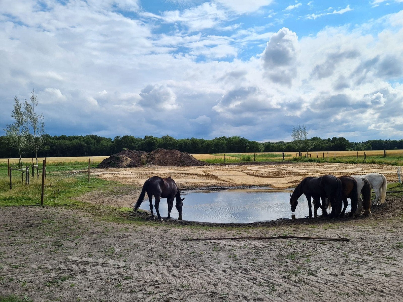 Groepshuisvesting met schuilmogelijkheden Stal de Wedbroeck, Weidegang