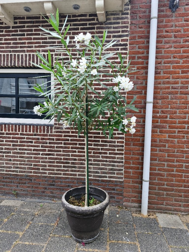 oleander op stam, Tuin en Terras, Volle zon, Tweejarig, Zomer, Ophalen