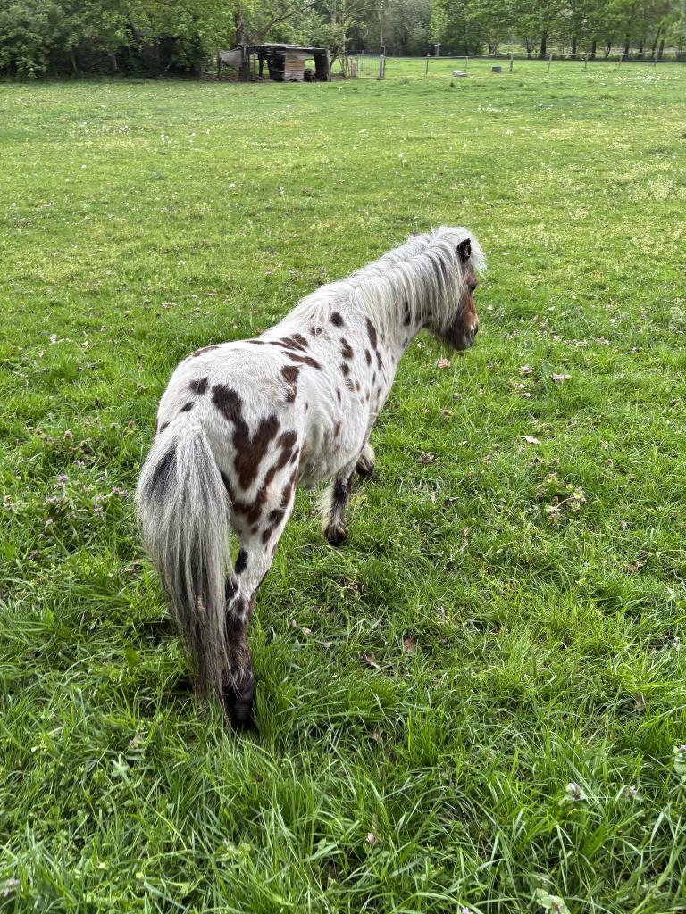 Appaloosa Dekhengst staat der dekking of te koop, Dieren en Toebehoren, Hengst