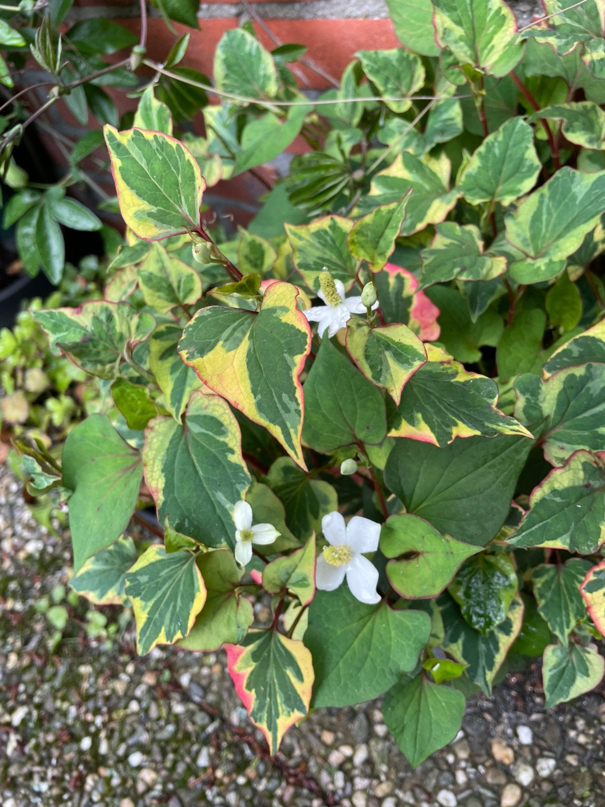 Houttuynia Cordata 'Chameleon' - Kleurrijke Bodembedekker, Ophalen, Bodembedekkers, Volle zon, Vaste plant