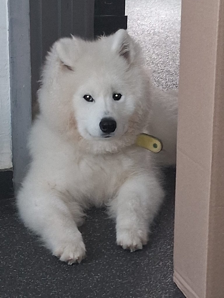 Zeer lieve Samojeed, 15 weken tot 1 jaar, Reu, Poolhond, Parvo