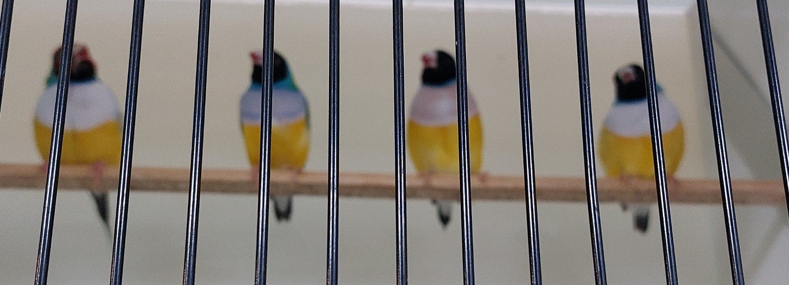 4x gouldamadines man koudbroed, Dieren en Toebehoren, Mannelijk, Tropenvogel