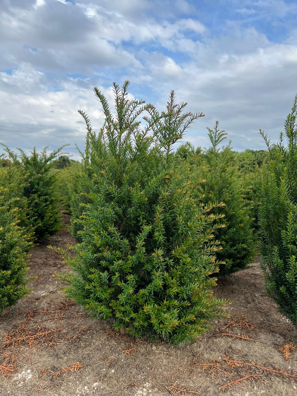 Taxus Baccata - direct van kwekerij 60/80/10/125cm!, Vaste plant, Bloeit niet, Halfschaduw, Ophalen