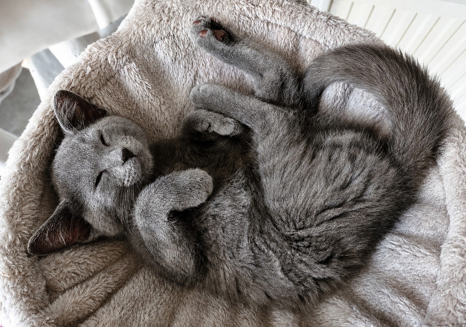Hele lieve aanhankelijke Blauwe Rus/Britse korthaar kittens, Dieren en Toebehoren, Katten en Kittens | Raskatten | Korthaar, Meerdere dieren