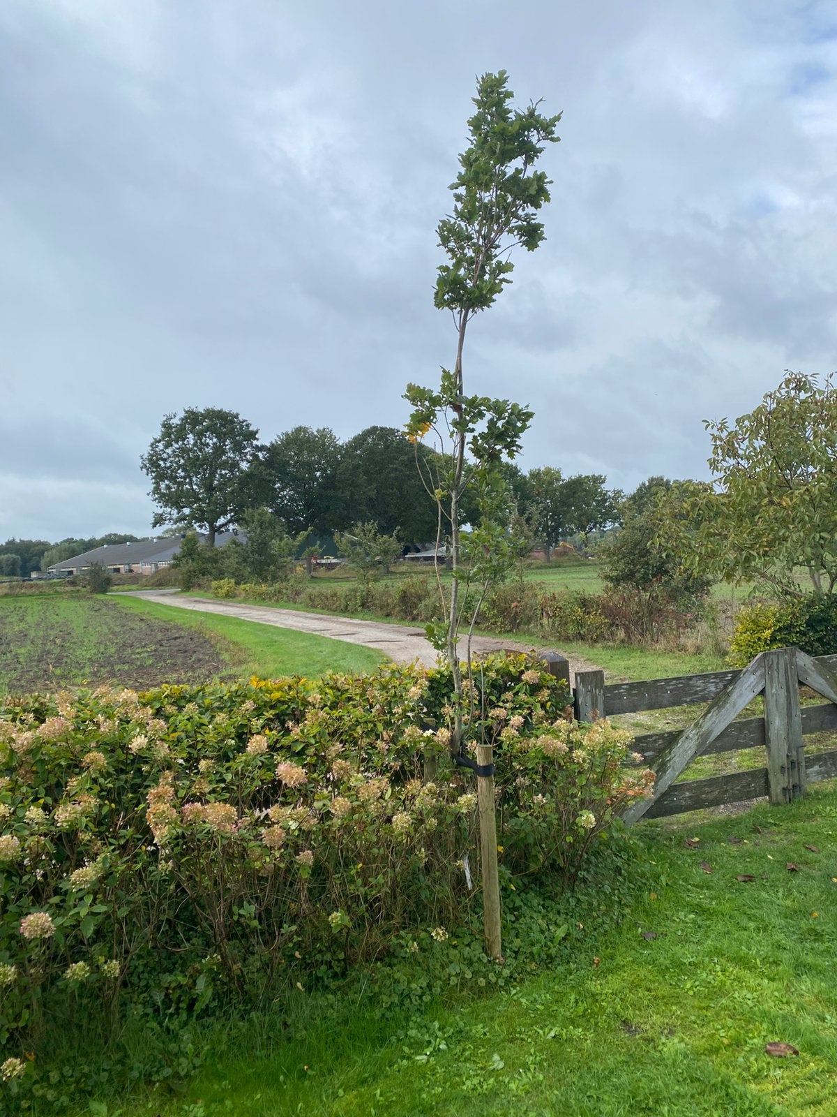 Eikenboom, zuileik 2 stuks, Ophalen of Verzenden, Volle zon, Overige soorten
