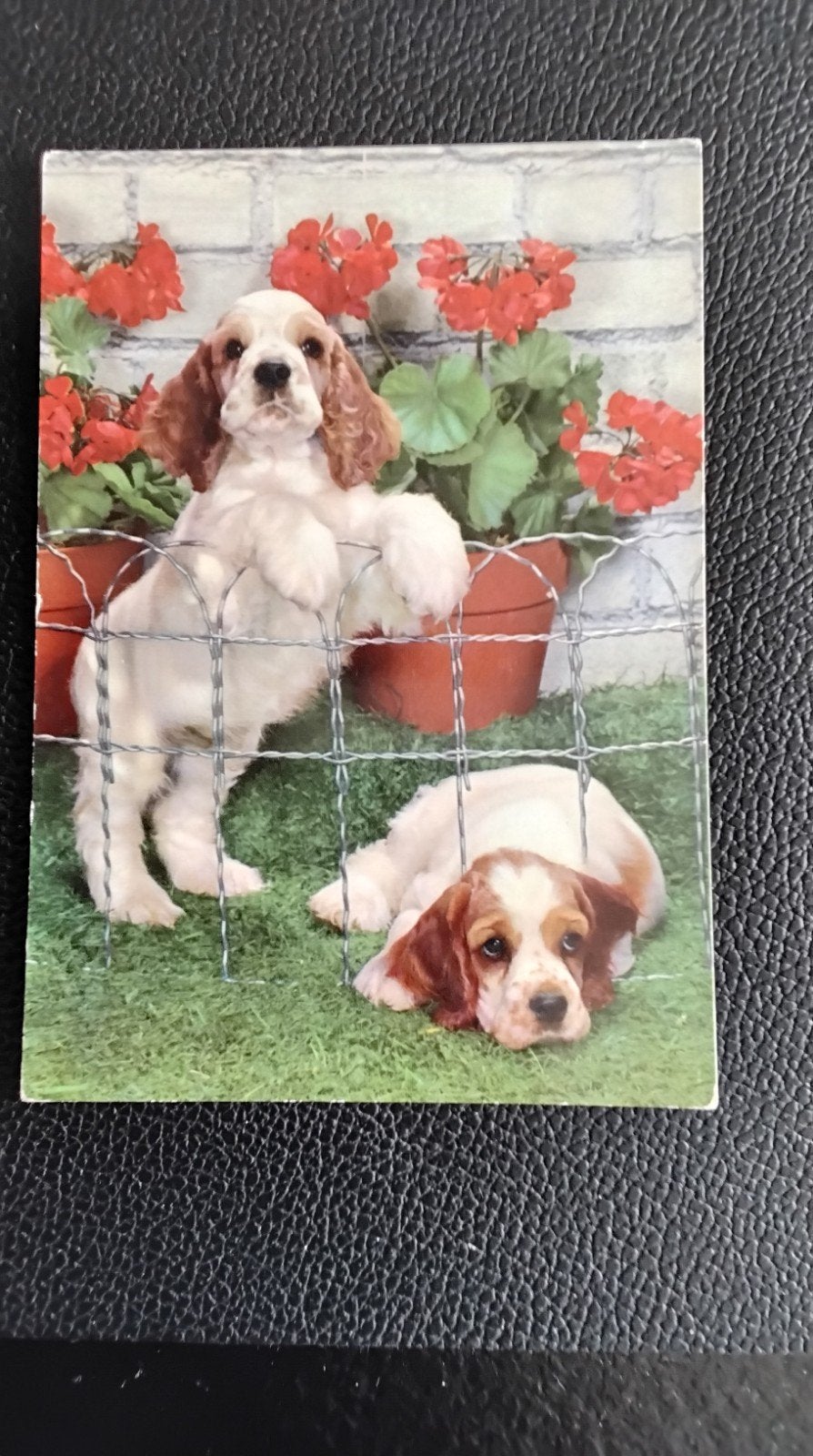 Oude ansichtkaart: Twee schattige Cocker Spaniël puppy's, Verzamelen, Ansichtkaarten | Nederland, Gelopen, Limburg, 1960 tot 1980