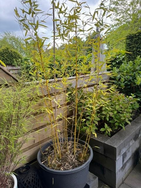 Grote bamboe, Vaste plant, Bloeit niet, Halfschaduw, Ophalen
