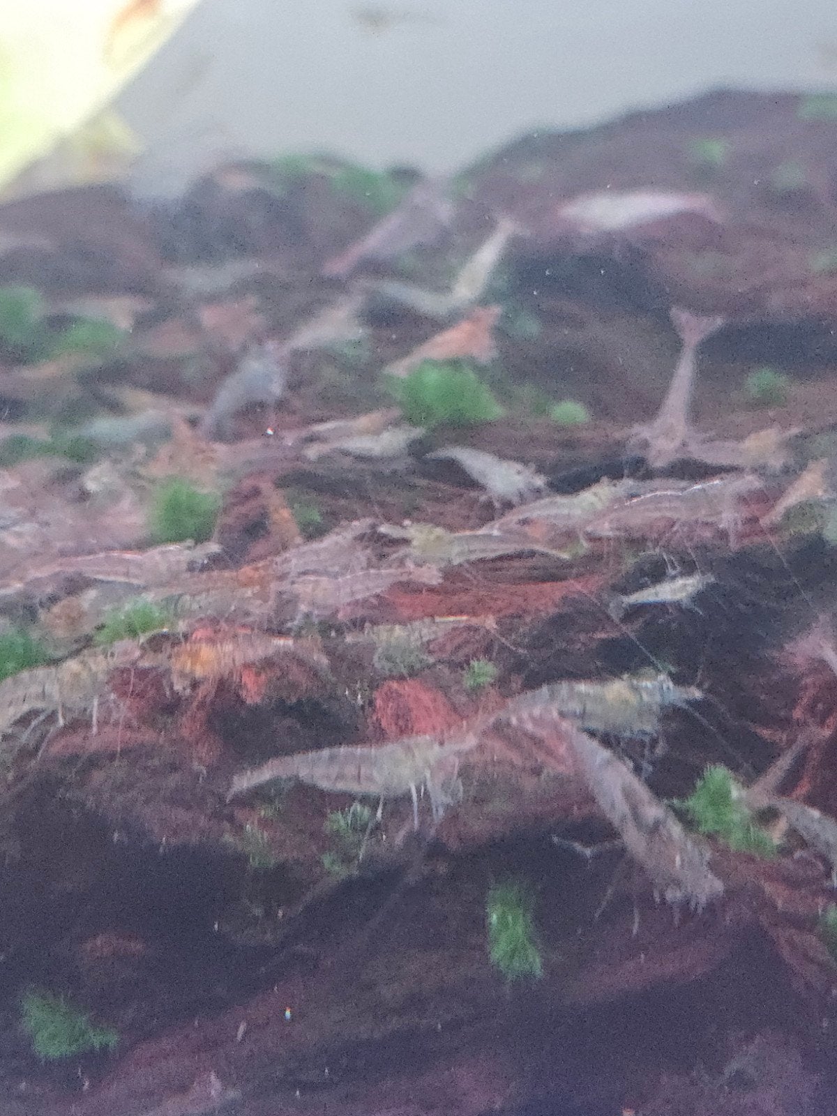 Garnalen 15 voor 5 euro, Kreeft, Krab of Garnaal