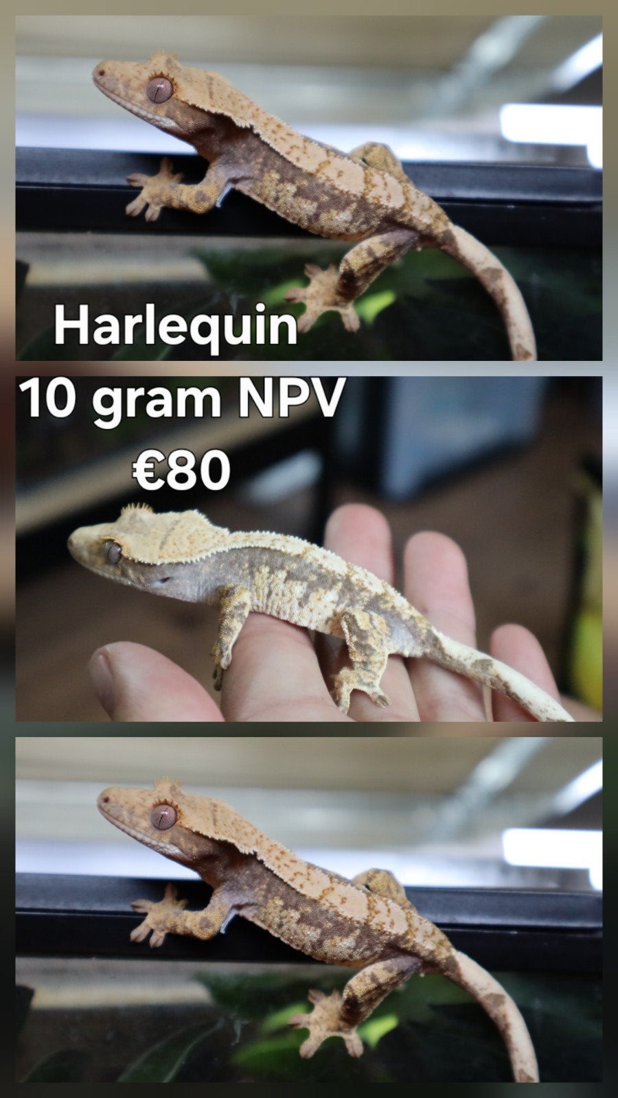 0.1? Wimpergekko (Crested Gecko) Harlequin, Dieren en Toebehoren, Hagedis, Tam, 0 tot 2 jaar