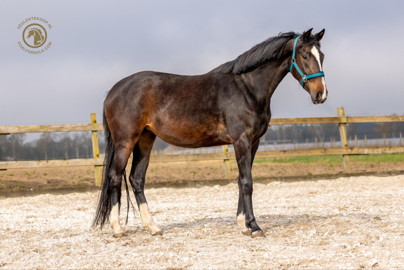 3 jarige merrie, Merrie, Met stamboom, Dressuurpaard, 3 tot 6 jaar