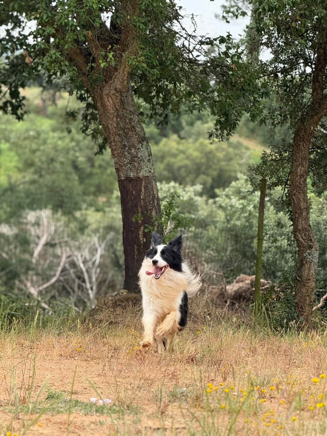 Border Collie reu, België, Particulier, Reu, Collie