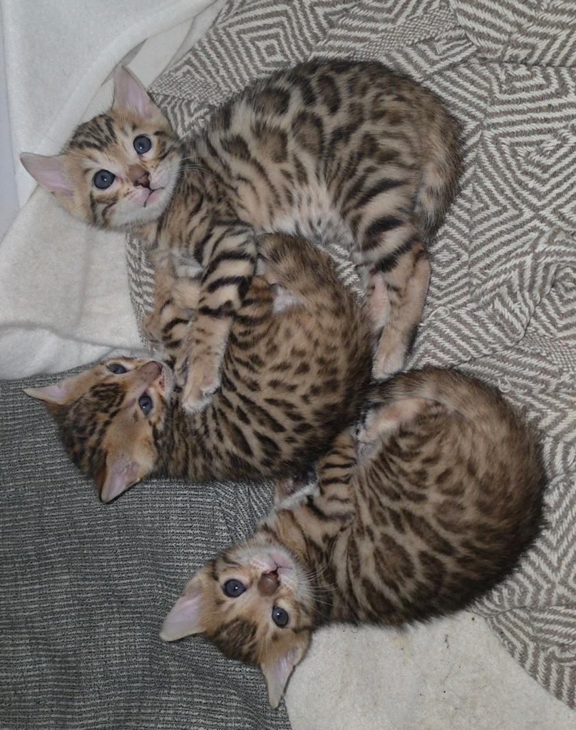 Bengaalse kittens, Meerdere dieren, Ontwormd, 0 tot 2 jaar