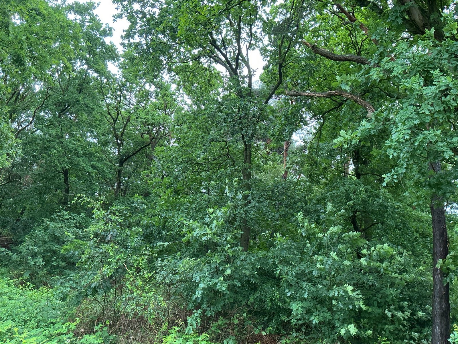 bosperceel Venlo - Hout Blerick, Venlo, Verkoop zonder makelaar, 500 tot 1000 m²