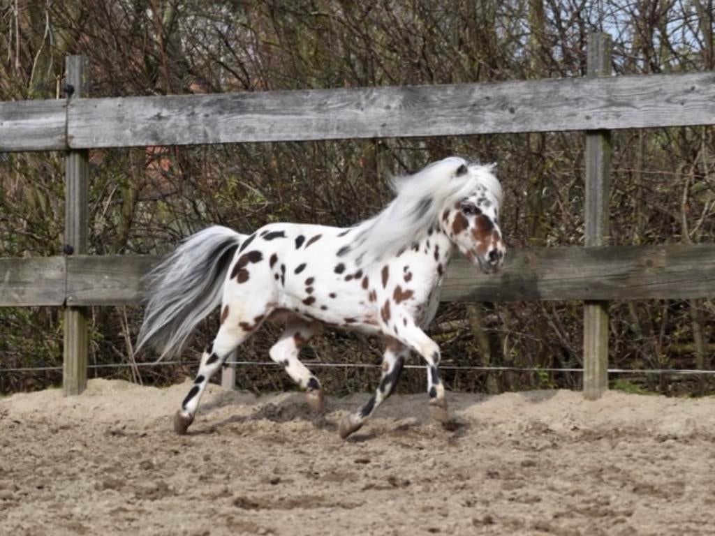 Prachtige Appaloosa hengsten beschikbaar voor het dekseizoen, Dieren en Toebehoren, Hengst