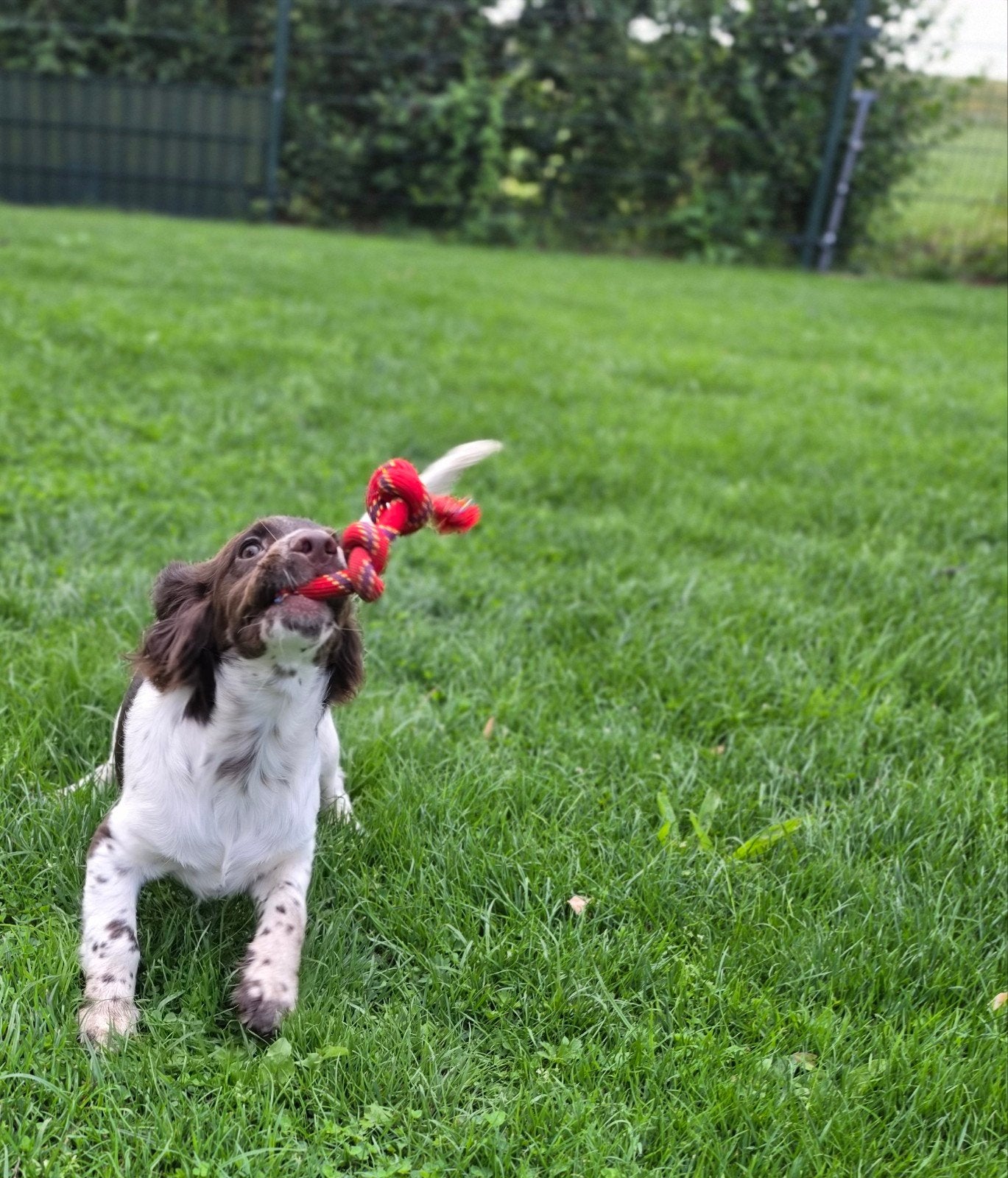 Lieve Stabij x Cocker Spaniel pups – mogen het nest verlaten, Dieren en Toebehoren, Honden | Niet-rashonden, Nederland, CDV (hondenziekte)