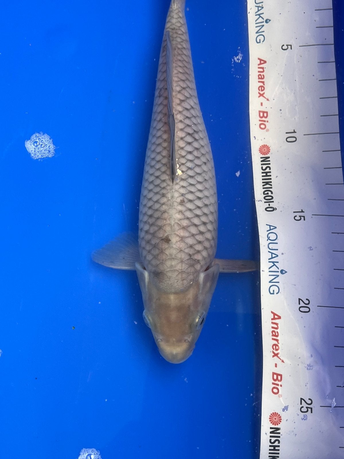 Soragoi, Dieren en Toebehoren, Karper of Koi