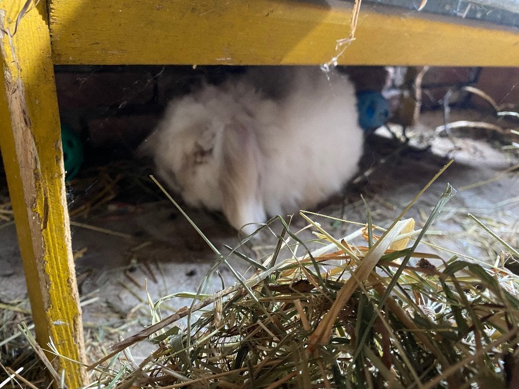 Konijn Ed, Dieren en Toebehoren, Konijnen, Mannelijk, Middelgroot, Hangoor, 6 tot 8 jaar