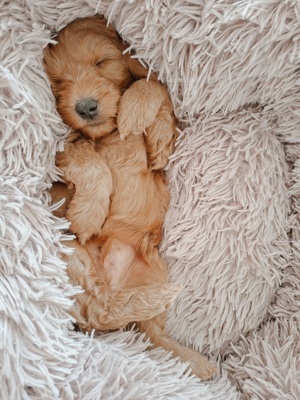 Australian Labradoodle pups – WALA geregistreerd, Parvo, 8 tot 15 weken, Meerdere, Meerdere dieren