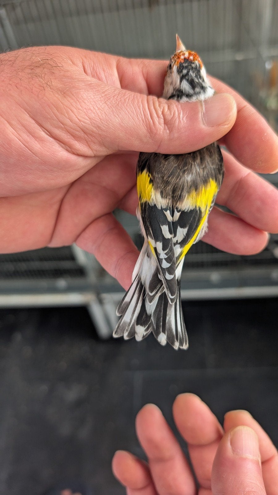 puters berlto barva, Vrouwelijk, Roofvogel