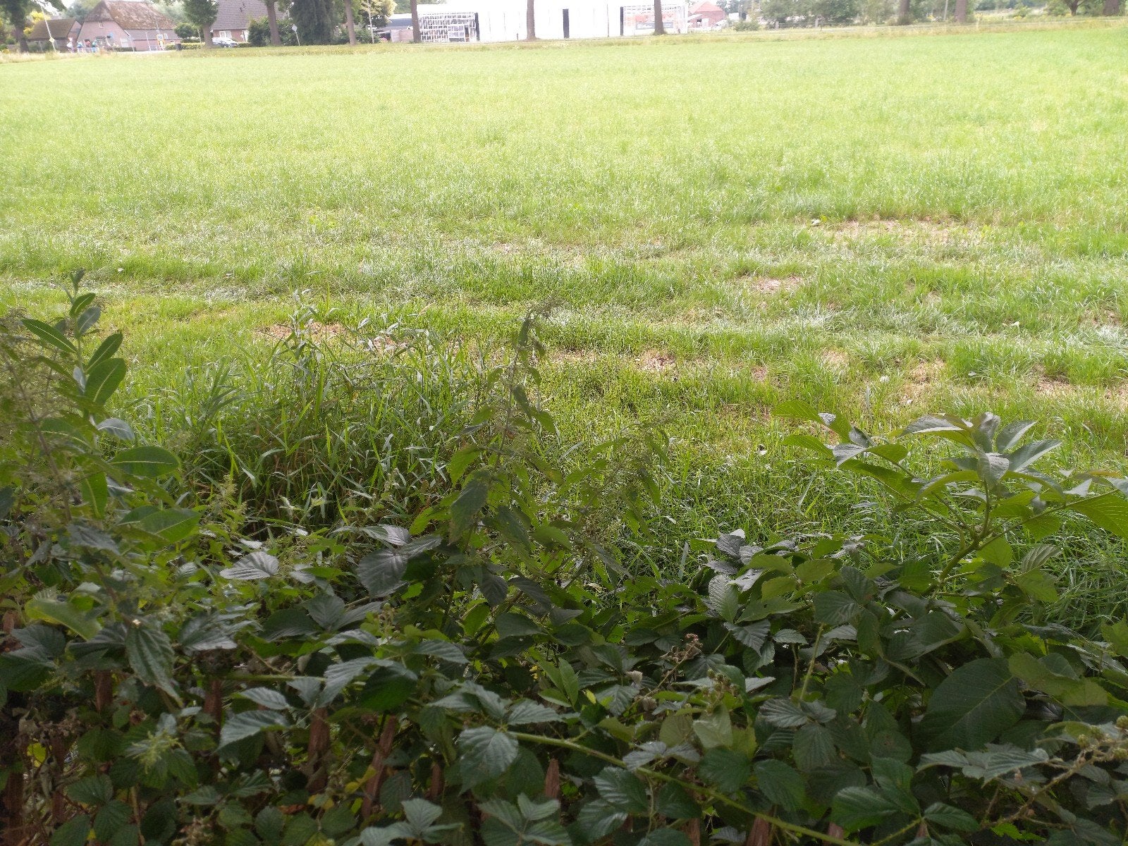 Weiland voor runderen koeien, Dieren en Toebehoren, Stalling en Weidegang