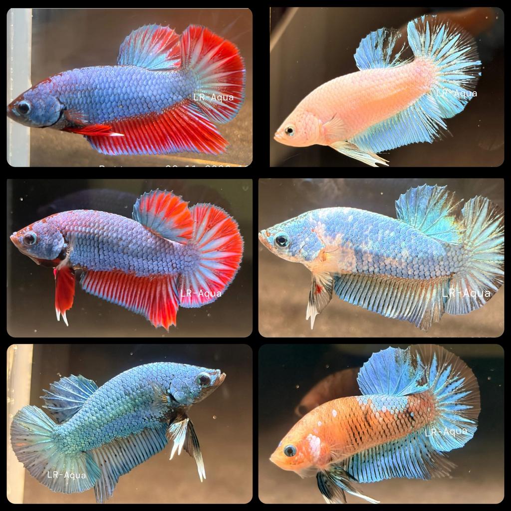Betta kempvis mannen HMPK, Vis