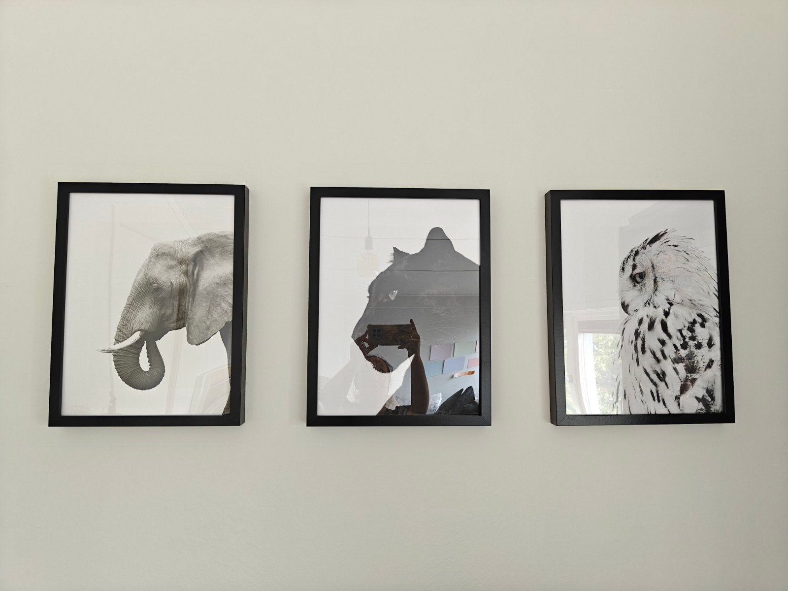 Black and White - animal prints including frame, Ophalen, 40 cm, Zo goed als nieuw, Zwart