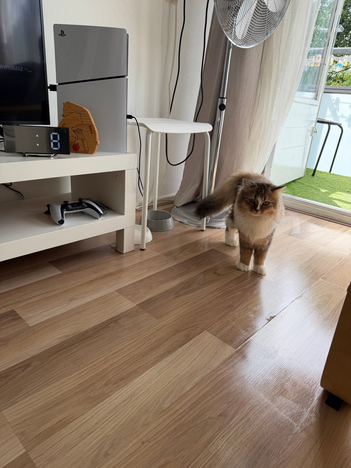 Kat, Dieren en Toebehoren, Kater