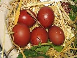Marans kippen., Dieren en Toebehoren, Pluimvee, Vrouwelijk, Kip