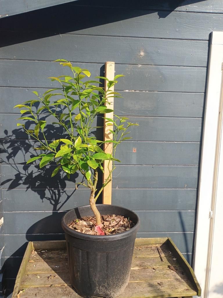 Rode Grapefruit Boom - Jonge Citrusboom in Pot, Tuin en Terras, Ophalen, Lente, Overige soorten, Volle zon
