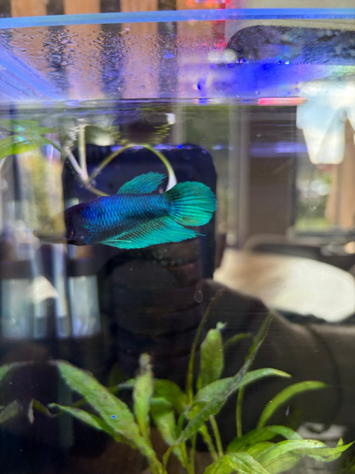 Betta vis ( vrouw ), Vis