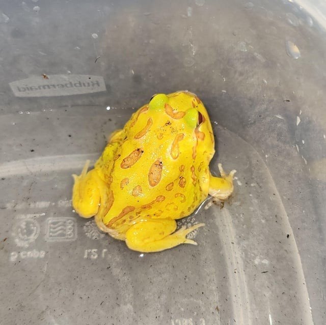 Pacmanfrog mooie 5 cm ong met terrarium en vitamine poeder, Dieren en Toebehoren, Ophalen of Verzenden