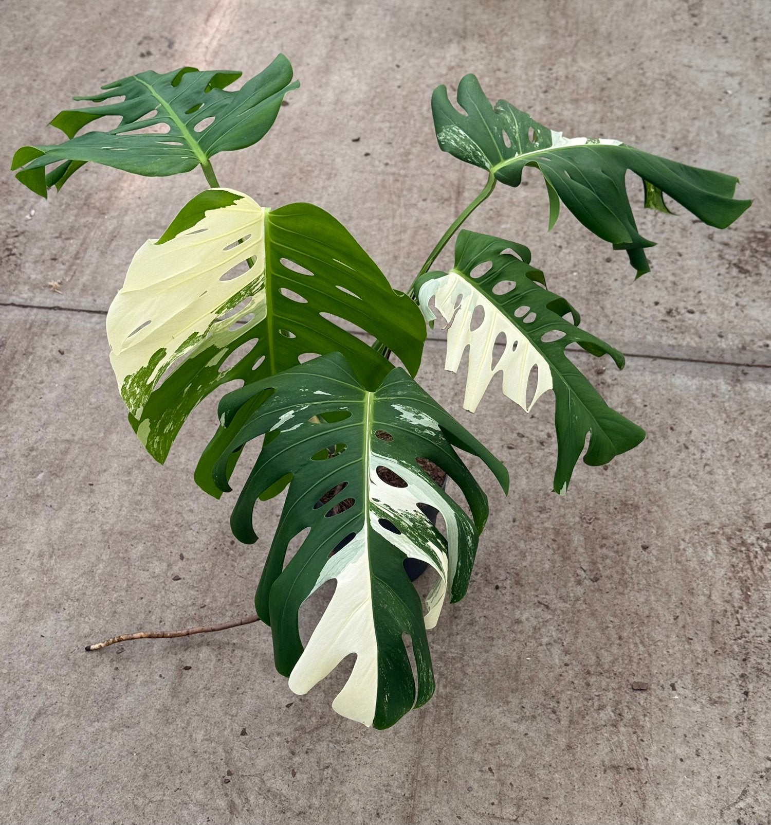 Monstera Albo Variegata, Ophalen of Verzenden, Halfschaduw, Minder dan 100 cm