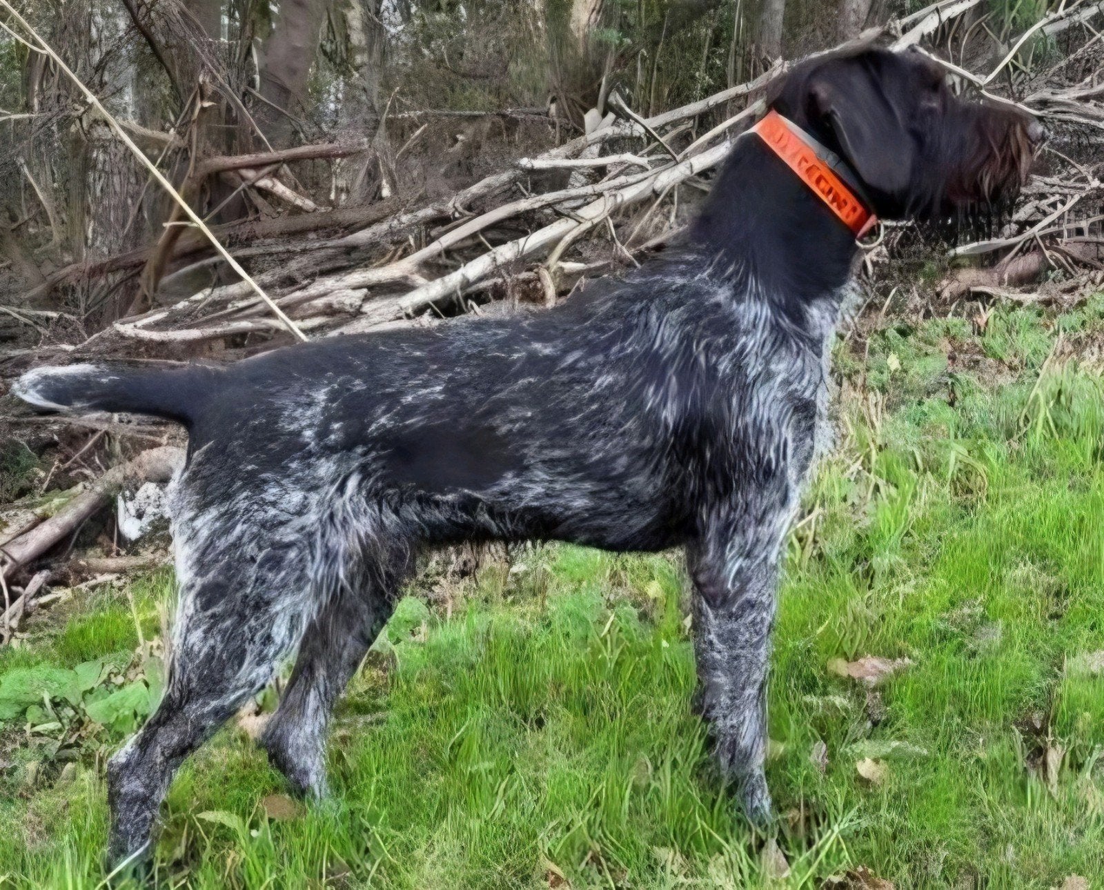 Duitse staande draadhaar pups met stamboom FCI, Dieren en Toebehoren, Duitse Staande hond, Reu, 8 tot 15 weken, Meerdere