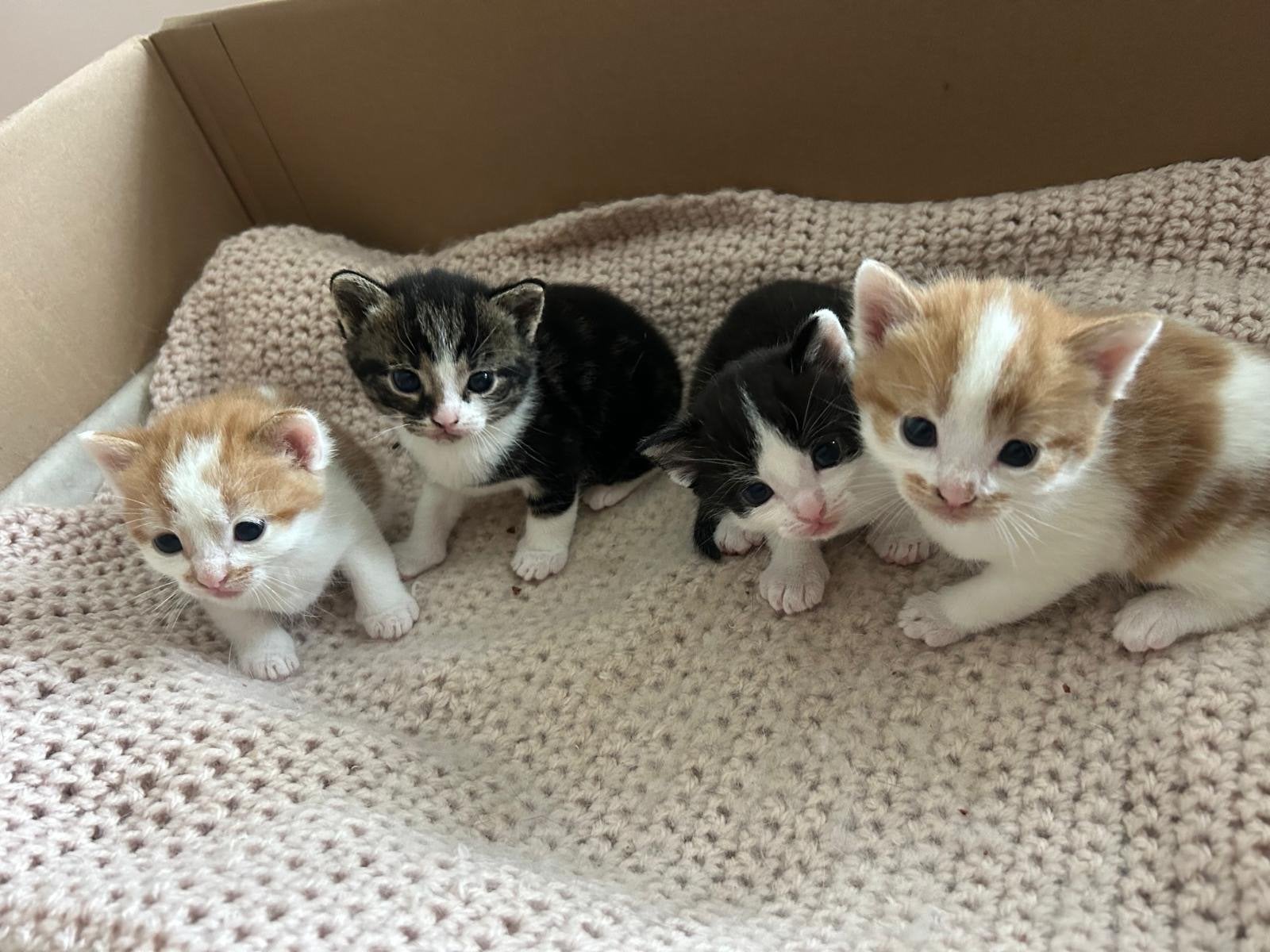 Kittens te koop