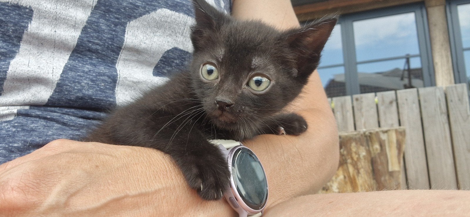 Boerderij kitten, Meerdere dieren