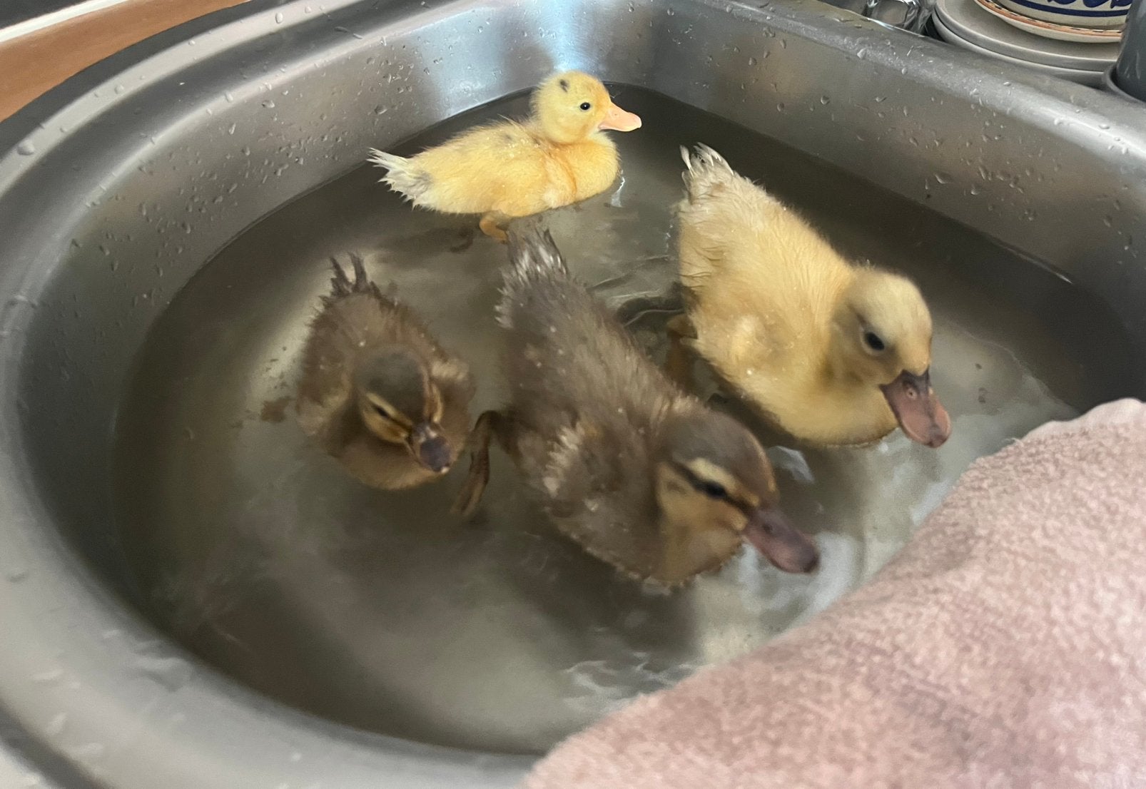 4 kwaker kuikens, Dieren en Toebehoren, Geslacht onbekend, Eend