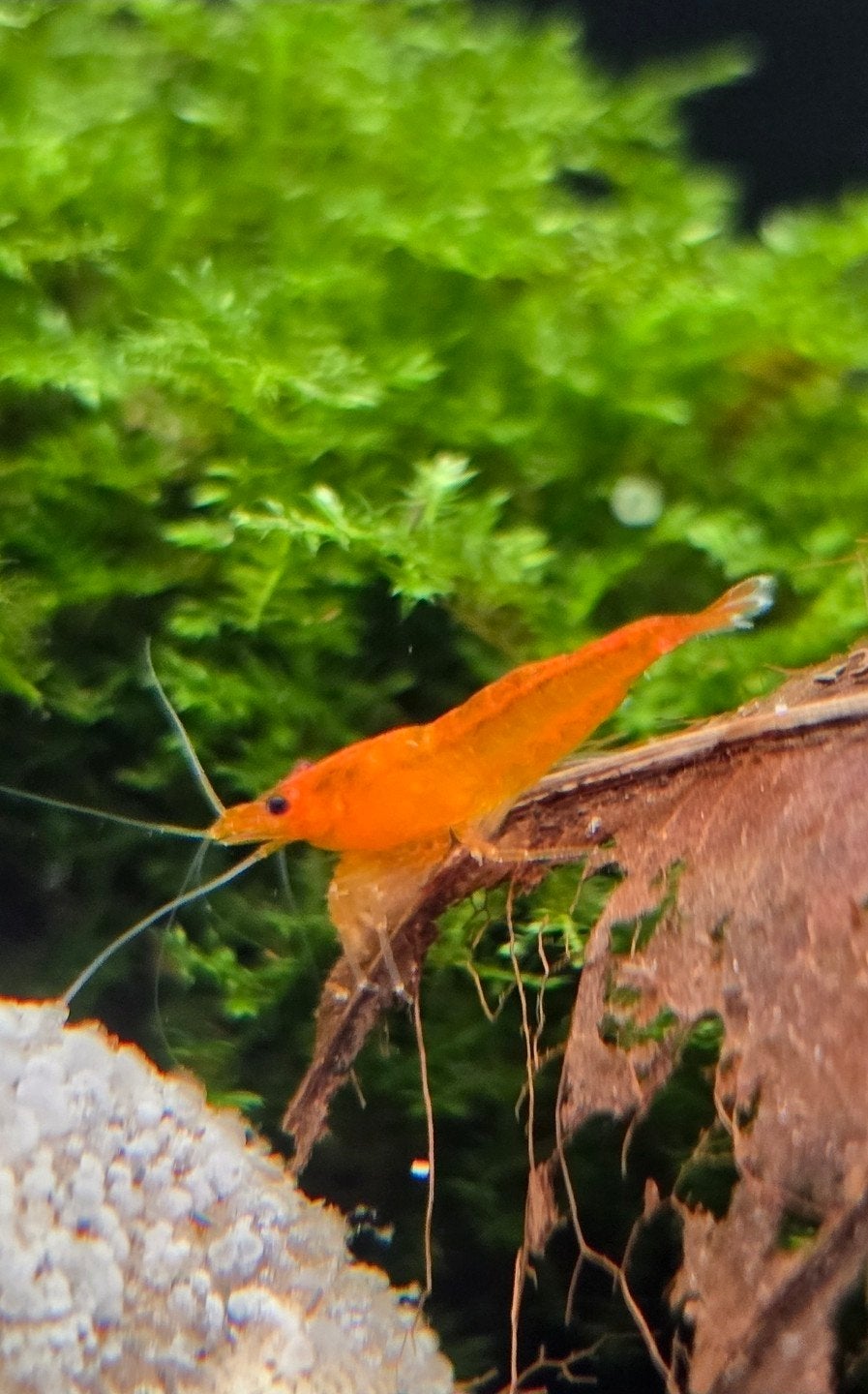 Orange sakura garnalen, Dieren en Toebehoren, Kreeft, Krab of Garnaal