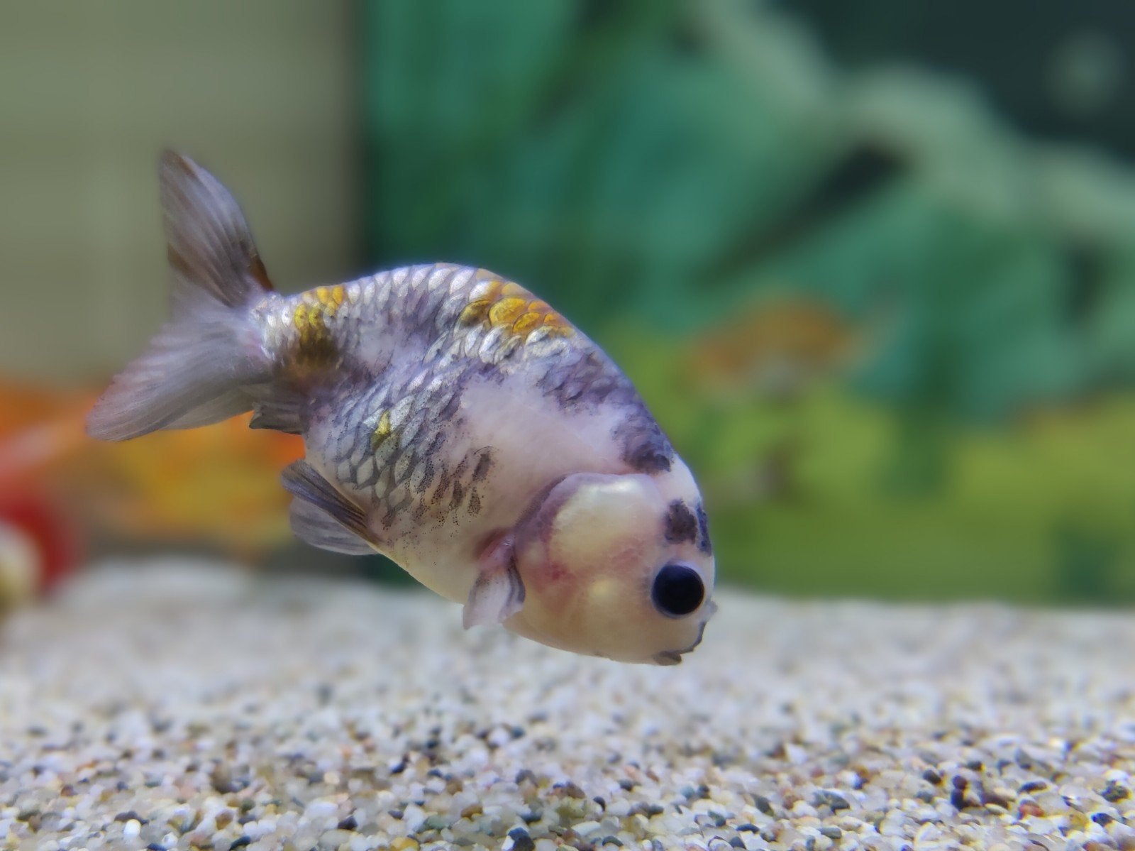Fancy Goldfish buffelrug 3 jaar oud, Vis, Zoetwatervis