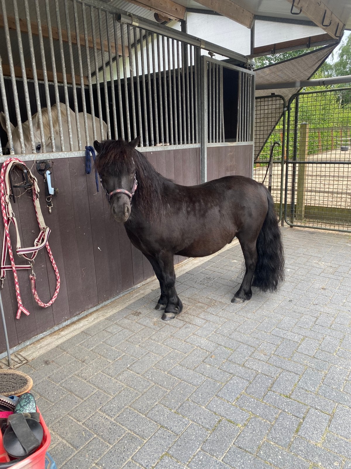Rocky’s Raven, mooie zwarte shetlander ruin van 7 jaar, Dieren en Toebehoren, Ruin, A pony (tot 1.17m), Gechipt, 7 tot 10 jaar