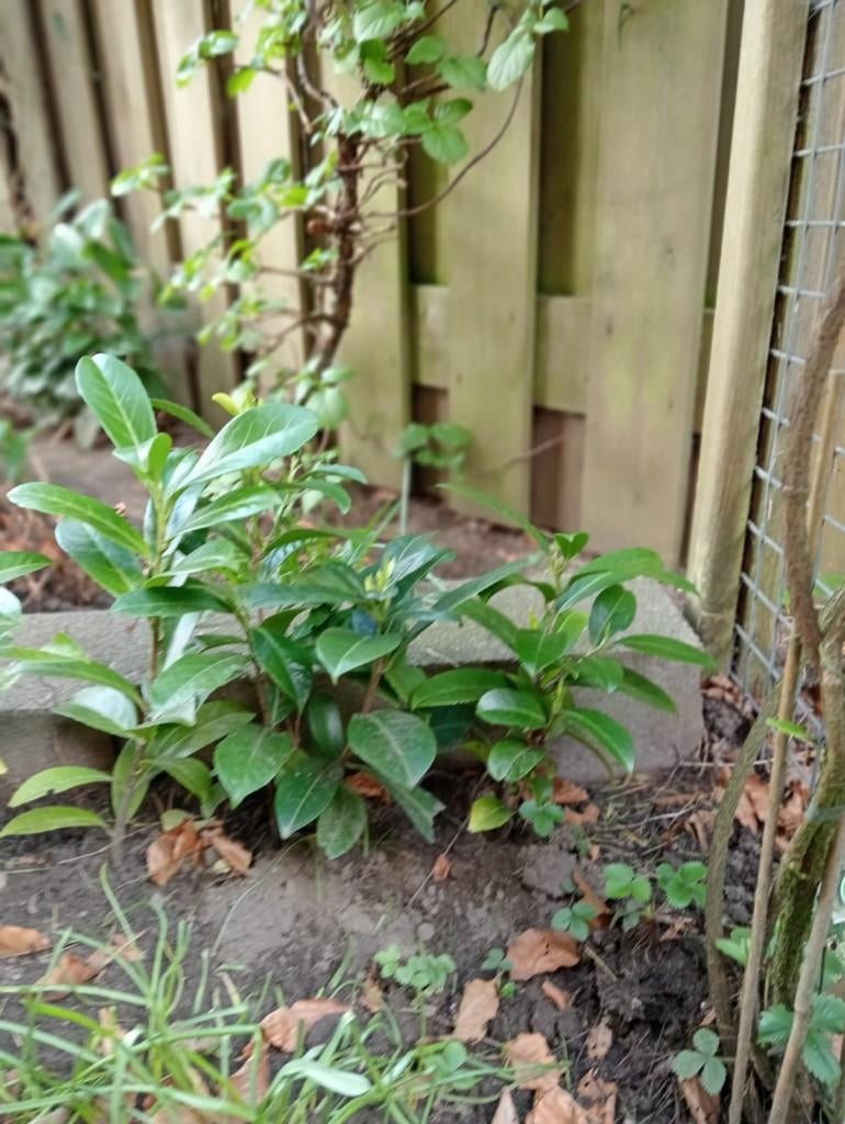laurierplantjes, Ophalen, Laurier, Haag, Minder dan 100 cm